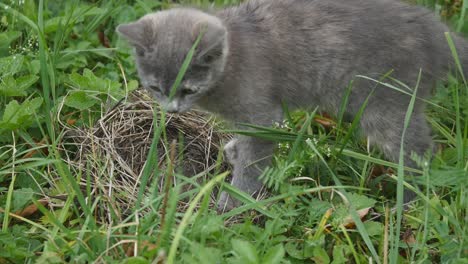 cute grey kitty walking on the garden