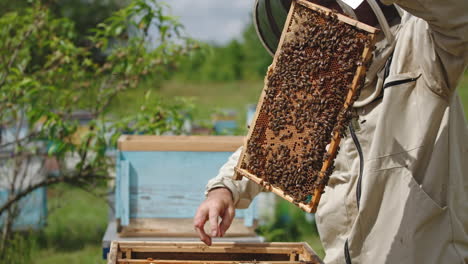 beekeeper in protective uniform holding a heavy bee frame. dark honey comb coated with bee family. apiarist puts the frame into hive.