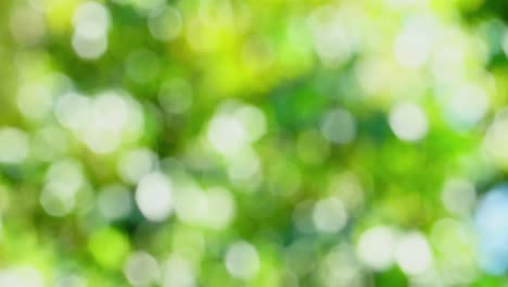 fondo verde abstracto con bokeh, fondo de la naturaleza