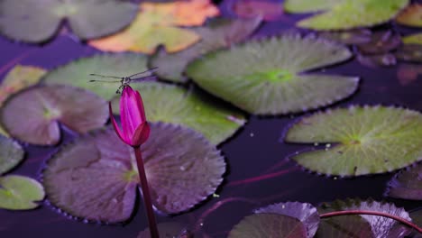 dragonfly flies around pink lotus flower before landing to rest