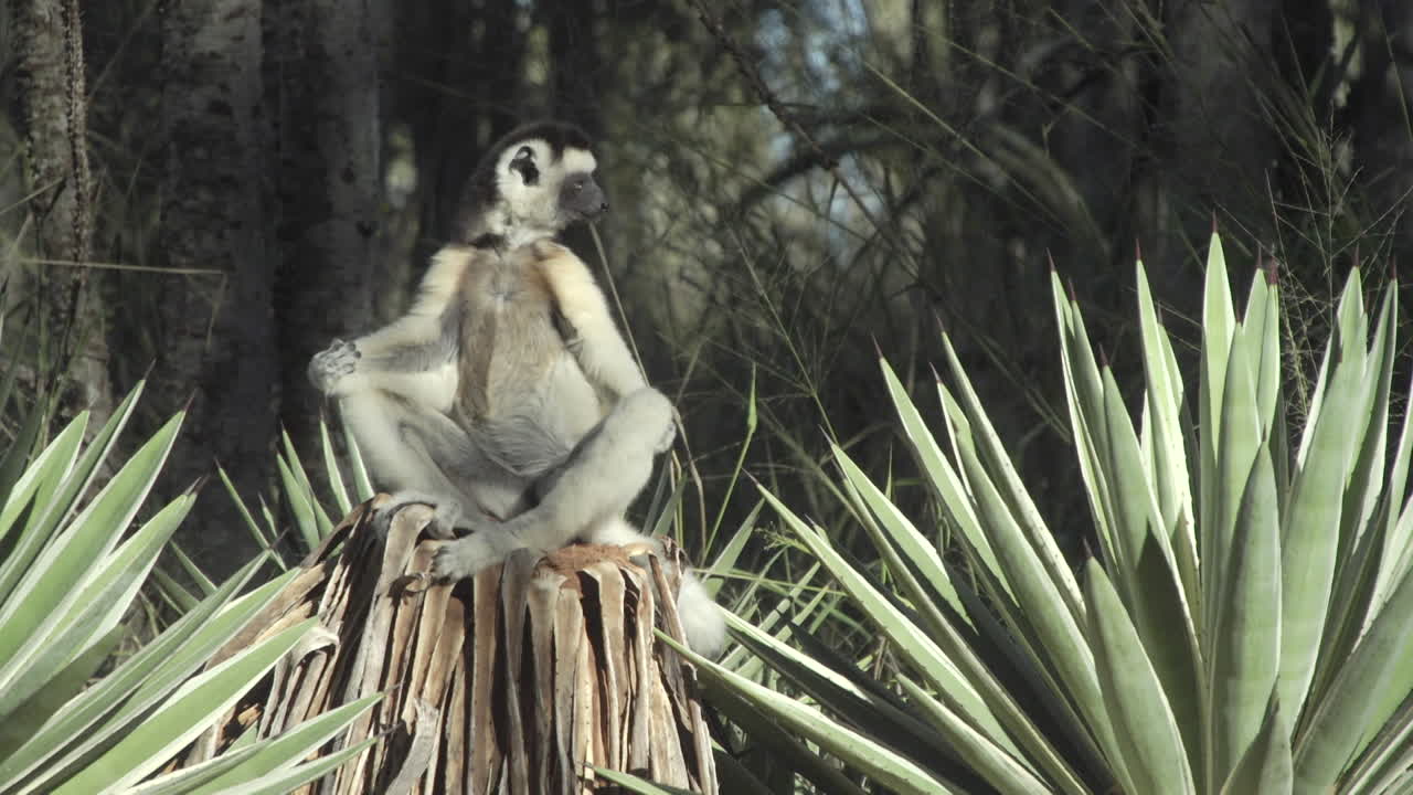 sifaka verreaux sentada en un tocón de árbol en postura de yoga rodeada de plantas de sisal y algunos árboles en el fondo