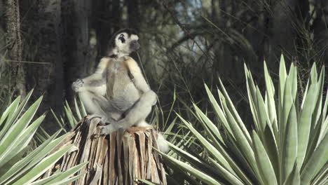 sifaka verreaux 坐在樹幹上,在<unk>姿勢中,被西薩爾植物和背景的一些樹木包圍