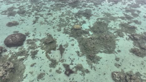 Following-Blacktip-Shark-Swimming-On-The-Lagoon-In-Moorea,-French-Polynesia