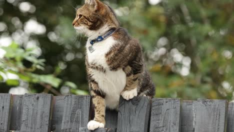 establishing shot of a brown cat sat ontop of a wooden fence looking for prey