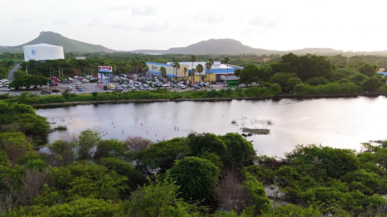 drone dolly a los flamencos caminando en aguas salobres al otro lado de la calle del supermercado en el caribe