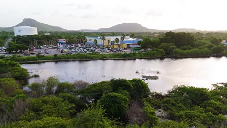 drone dolly to flamingos walking in brackish water across street from supermarket in caribbean