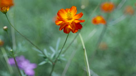 hermosa flor naranja ondeando lentamente en el viento con un fondo borroso
