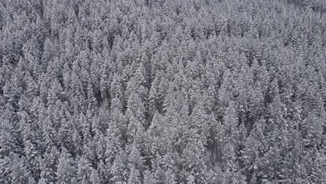 overflying snowy coniferous forest. aerial circling