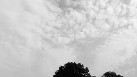 rastreando en un denso dosel de bosque oscuro, cirros altos en el fondo, blanco y negro aéreo