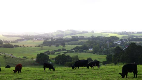 cows moving and grazing in a green field