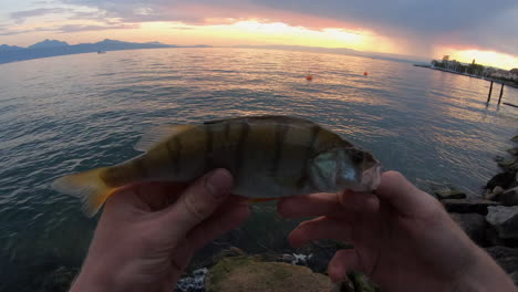 Ein-Fischer-Hält-In-Seinen-Händen-Einen-Barsch,-Fisch-Aus-Dem-Genfer-See,-Gefangen-Am-Ufer-Während-Eines-Sonnenuntergangs,-Gopro-pov-ansicht