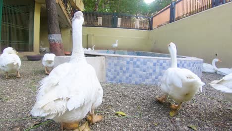 Schöne-Weiße-Gans-Erschreckt-Und-Bewegt-Sich-Von-Der-Kamera-Im-Zoo-In-Gujarat,-Indien,-Nahaufnahme-Einer-Gans-Stockvideo