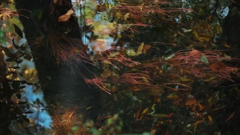 shot of a mountain creek with crystal clear water running in amazing green forest