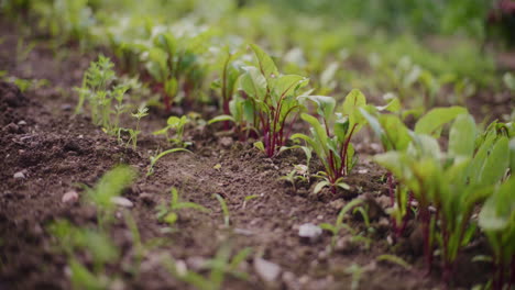 las plántulas de remolacha roja en el cultivo de alimentos orgánicos saludables.