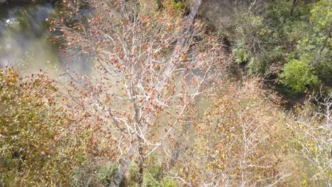 Downward-shot-of-a-person-crossing-a-suspension-bridge-over-a-river-in-the-woods-during-the-autumn-season