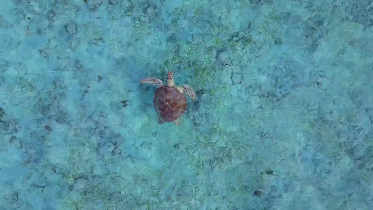 Sea turtle swimming upwards, breaking clear ocean water and take a breath. Unique aerial view vertical bird's eye view drone