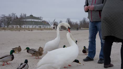 swans fed on frozen beach in winter