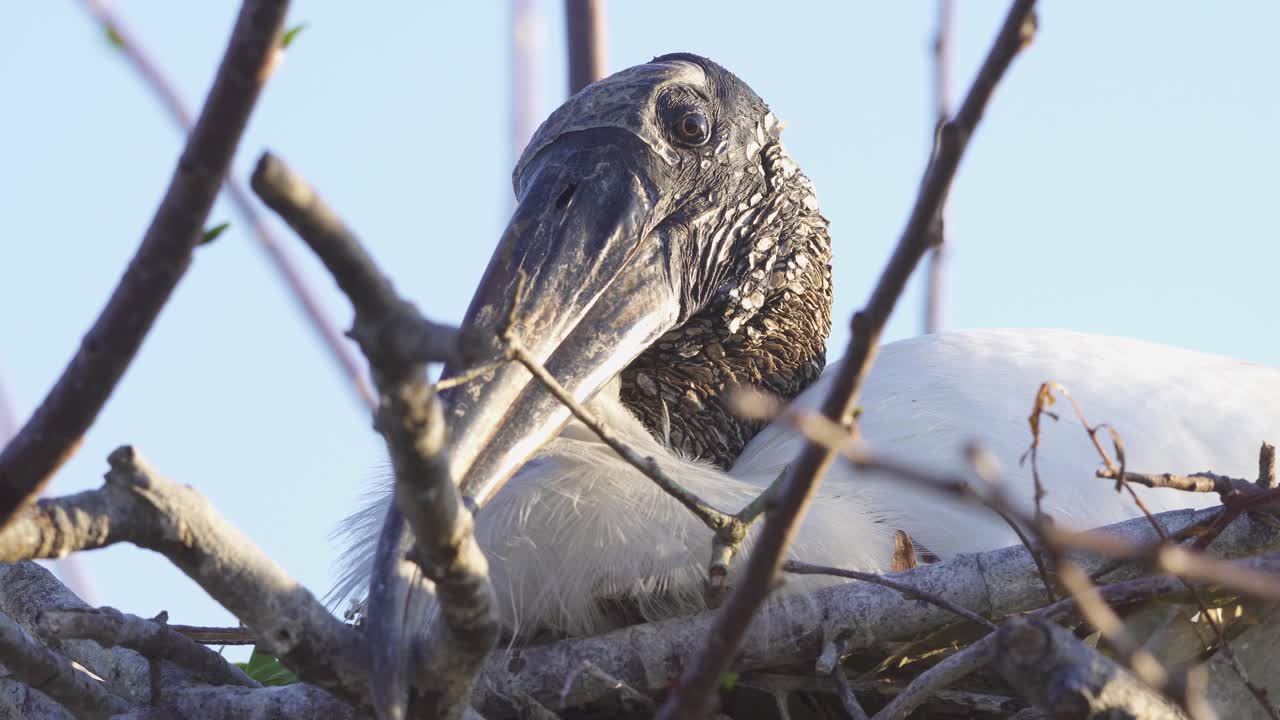 cigüeña de madera durmiendo en el nido y abriendo el ojo