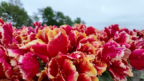 Red-tulip-field,-horticultural-skills,-Spring-blossom,-nature’s-beauty