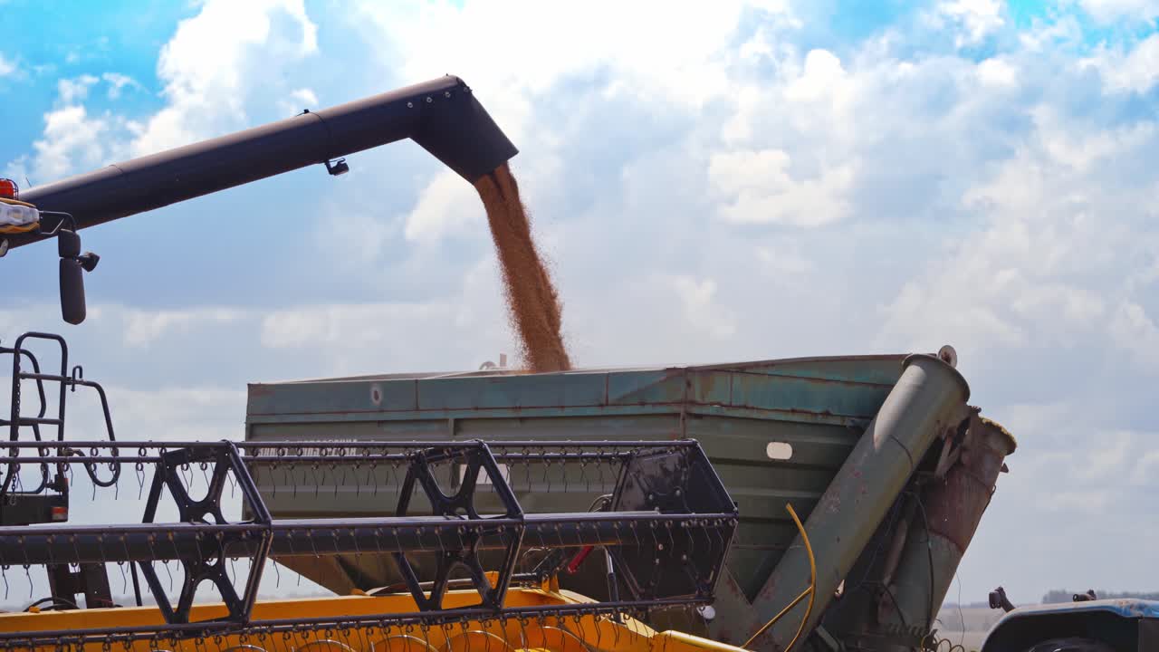 Agricultural machinery during gathering crops. Ripe grains of wheat pouring into the special machine. Close-up process. Agronomy concept.