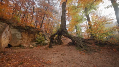 walking forward to the trunk of the old dead tree with exposed roots