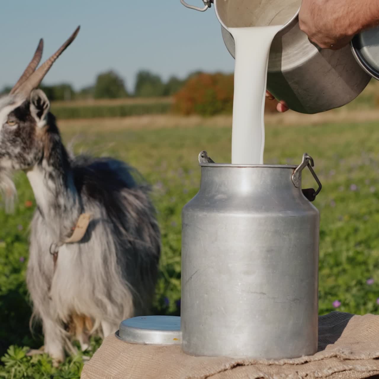 한 남자가 염소 우유를 캔에 붓는다