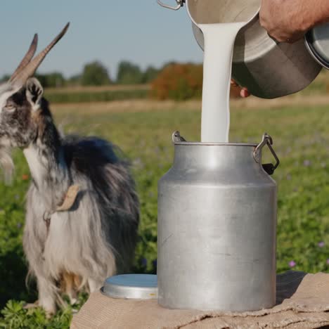 a man pours goat's milk into a can