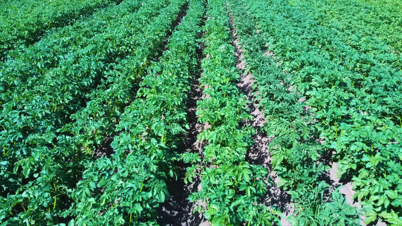 vista aérea del campo de patatas