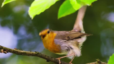 A-tiny-bird-with-an-orange-neck-is-sitting-on-a-branch,-looking-for-food