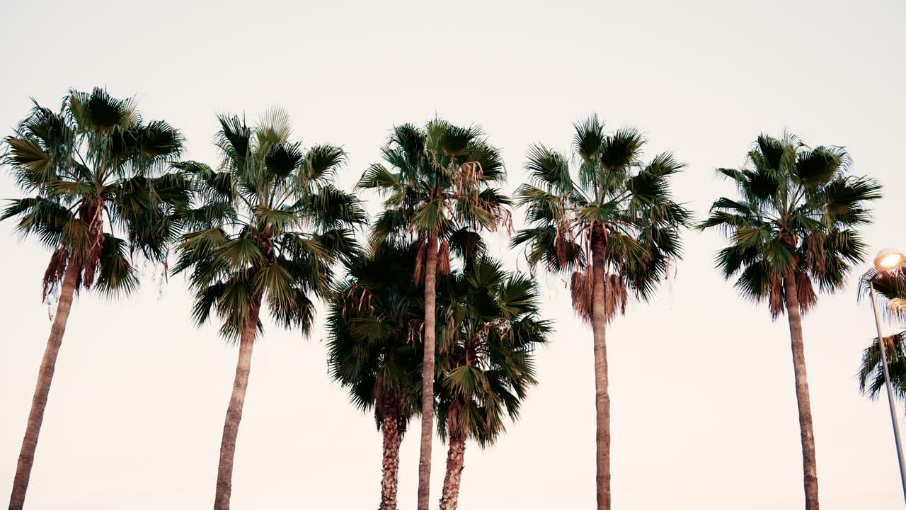 A line of tall palm trees captured at sunset with warm light illuminating the fronds