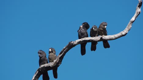 Two-pairs-of-Forest-Red-tailed-Black-Cockatoos,-one-with-fledgling