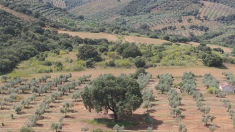 frontal slow motion drone shot at 70mm over an olive grove with a central oak tree and small farmhouse. the descending camera reveals the oak as the main focal point in the cultivated field
