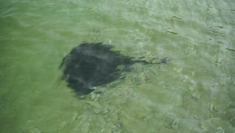 new zealnd sting ray in crystal blue ocean water and family of fish