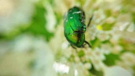 Insectos-Macro.-Rosa-Verde-Abejorro-Cetonia-Aurata