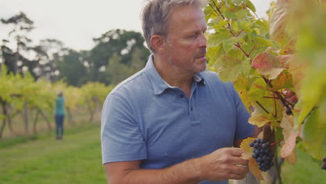 Reifer-Männlicher-Besitzer-Eines-Weinbergs,-Der-Während-Der-Ernte-Die-Trauben-Auf-Weinproduktion-überprüft