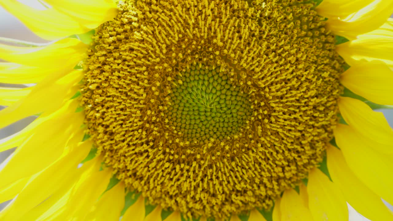 una foto de girasol de cerca