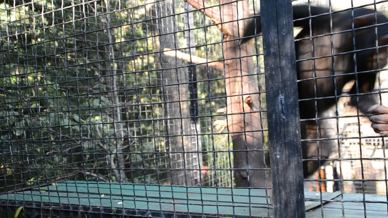 Chimpanzé