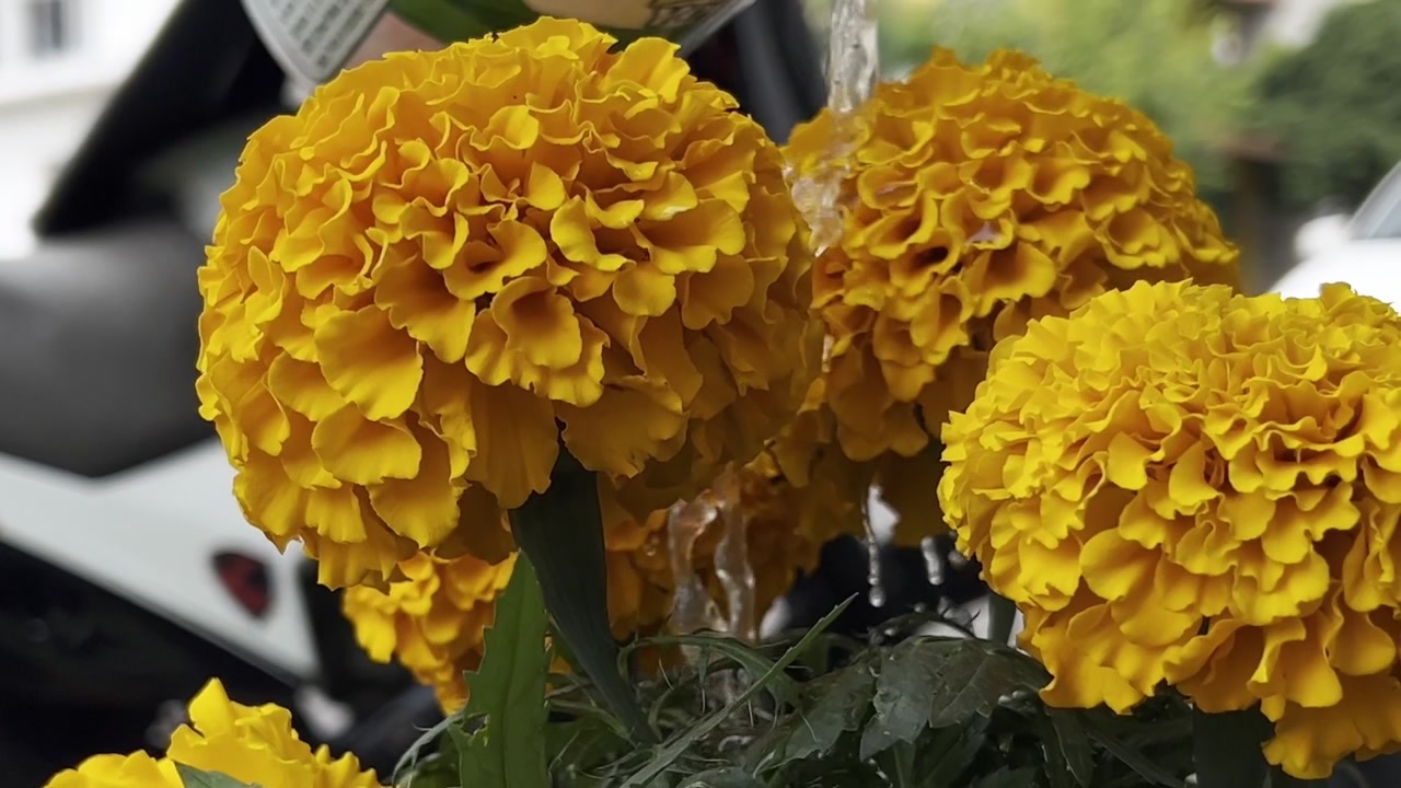 Acqua che spruzza sui petali di calendule gialle in piena fioritura