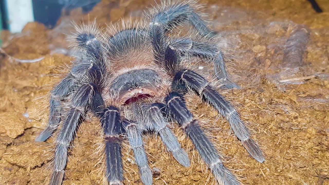 tarántula arrastrándose hacia la cámara