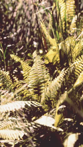 close up of green ferns in a tropical forest