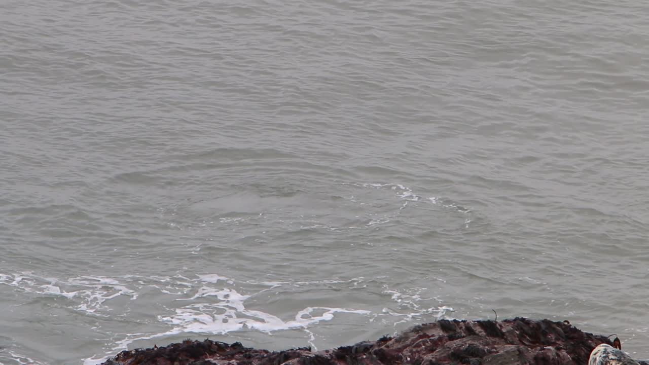 회색 바다표범 halichoerus grypus 수영