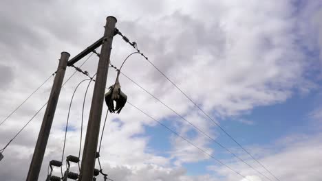 deceased stork hanging from electrical wires on sky background, low angle