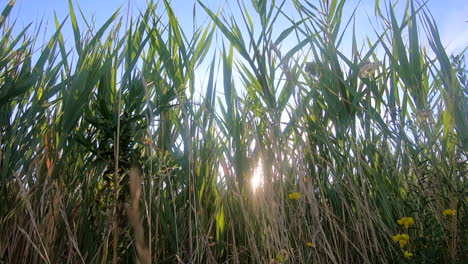 Sun-shines-through-high-grass-on-windy-day