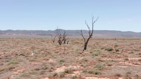 drought concept shot of dead trees and barren landscape in south australian outback