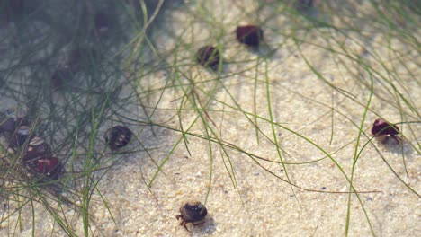 muchos pequeños cangrejos ermitaños en una piscina de marea con marea baja arrastrándose en la arena