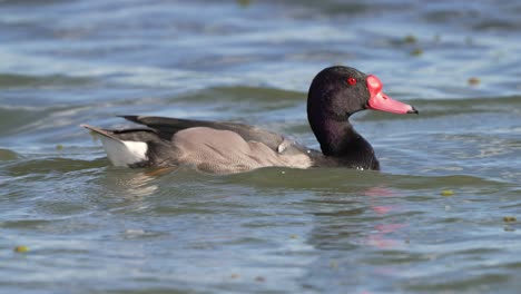 Rosy-billed-pochard-duck-with-red-beak-and-bulb-floats-in-water,-swims-peacefully