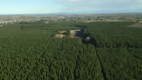 Abholzung-Und-Rodung-Im-Bottle-Lake-Reserve,-Christchurch,-Neuseeland