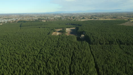 Deforestation Clearing In Bottle Lake Reserve Christchurch New Zealand