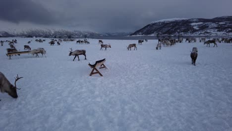 herd of reindeers looking for food in snow, tromso region, northern norway