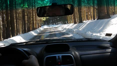 snowy pine forest